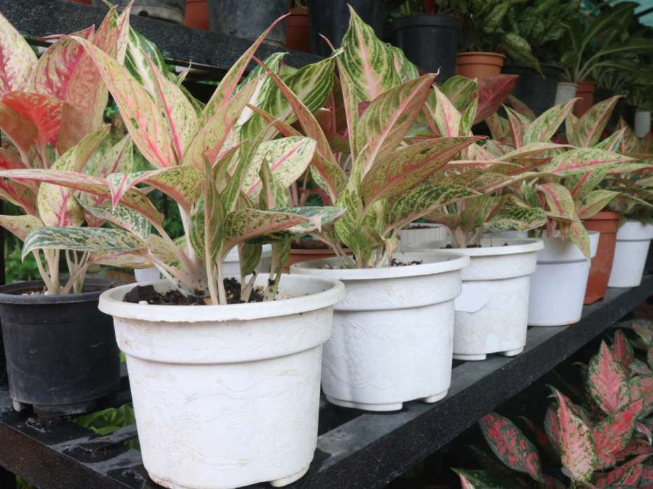 Aglaonema