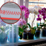 rossmann